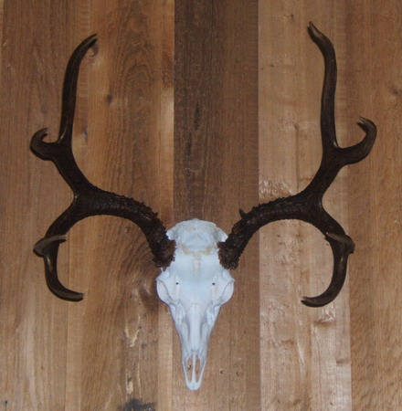 Mountain Goat Skulls Mountain Sheep Skulls Musk Ox Skulls Deer Skulls Moose 