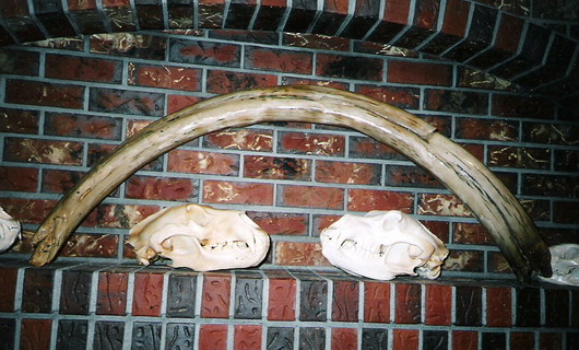 K-606 MAMMOTH TUSK