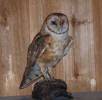 PG-BARN-OWL-1