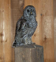 PG-BARRED OWL-5