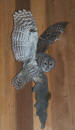 BARRED OWL-6