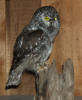 PG-BOREAL-OWL