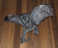 PG-GREAT-GRAY-OWL-1