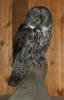 PG-GREAT-GRAY-OWL-2-b