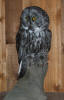 PG-GREAT-GRAY-OWL-2