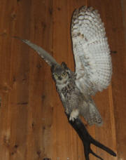 PG-HORNED-OWL-1