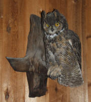 PG-HORNED-OWL-2