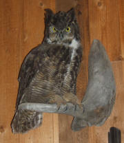 PG-HORNED-OWL-3