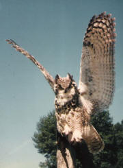 PG-HORNED-OWL-5