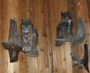 PG-HORNED-OWL-4