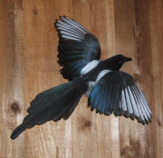 PG-MAGPIE-1