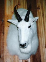 PG-MT.GOAT-HEAD-2