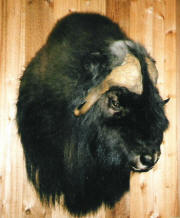 PG-MUSK-OX-HEAD