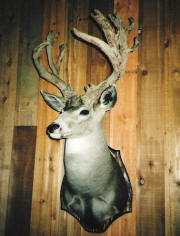 PG MULE DEER 05