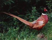 PG-PHEASANT