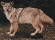 PG-COYOTE