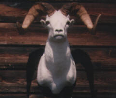 PG-DALL-SHEEP-HEAD