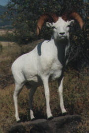 PG-DALL-SHEEP