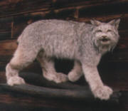 PG-LYNX