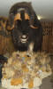 PG-musk-ox-a