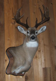 PG-PEDISTAL-WHITETAIL-DEER-HEADMOUNT