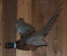 S-738C PHEASANT