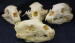 BLACK BEAR SKULLS