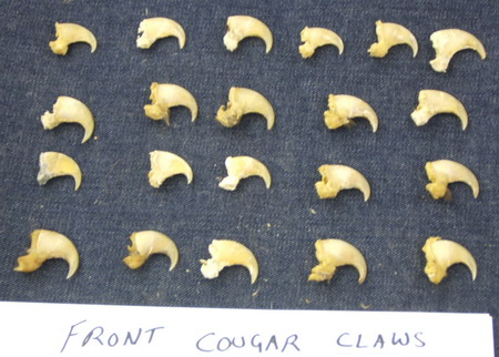 http://www.wildlifetaxidermy.com/cougar-claws-fronts_resize.jpg