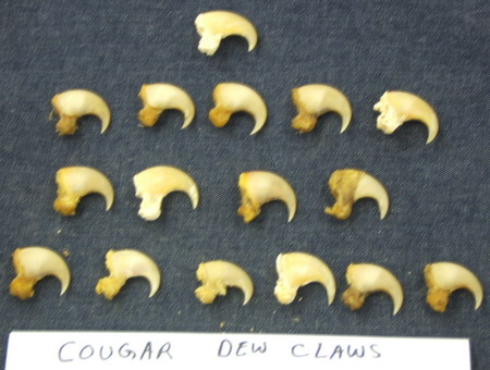 http://www.wildlifetaxidermy.com/cougar-dew-claws_resize.jpg