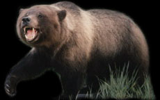 GRIZZLY-LOGO-PHOTO