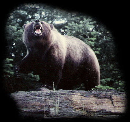 GRIZZLY ON ROCK