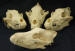 WOLF SKULLS