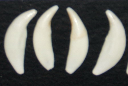 Wolf dog hybrid jaws teeth cast taxidermy eBay