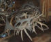 BULK CARIBOU ANTLERS