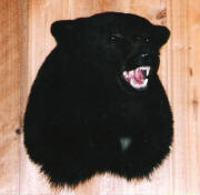 PG-BLACK-BEAR-HEAD